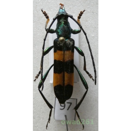 Polyzonus nitidicollis Pic, 1932 27mm Thailand97